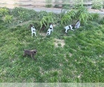 Small German Shorthaired Pointer