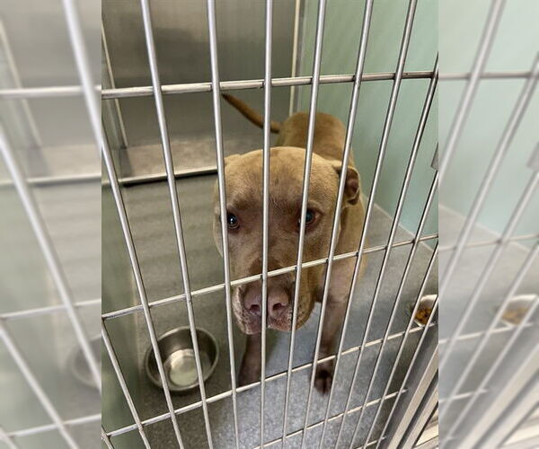Medium Photo #1 Staffordshire Bull Terrier-Unknown Mix Puppy For Sale in Palmetto, FL, USA