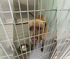 Staffordshire Bull Terrier-Unknown Mix Dogs for adoption in Palmetto, FL, USA