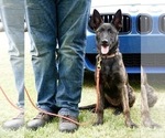 Small Photo #9 Dutch Shepherd Dog Puppy For Sale in CHARLESTON, WV, USA