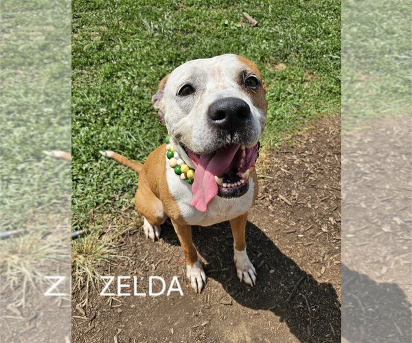 Medium Photo #4 Boxer Puppy For Sale in Maryville, TN, USA