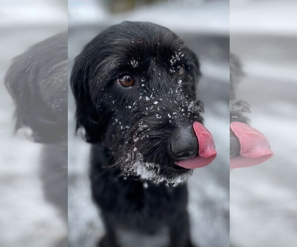 Medium Photo #1 Miniature Labradoodle Puppy For Sale in Buffalo, MN, USA
