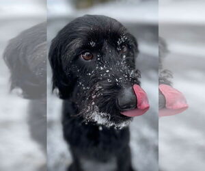 Miniature Labradoodle Dogs for adoption in Buffalo, MN, USA