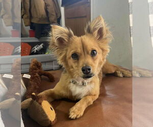 Medium Chihuahua Mix