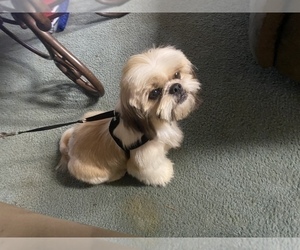 Father of the Shih Tzu puppies born on 01/15/2025