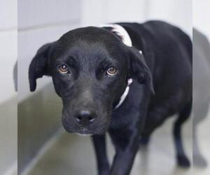 Labrador Retriever-Unknown Mix Dogs for adoption in San Antonio, TX, USA