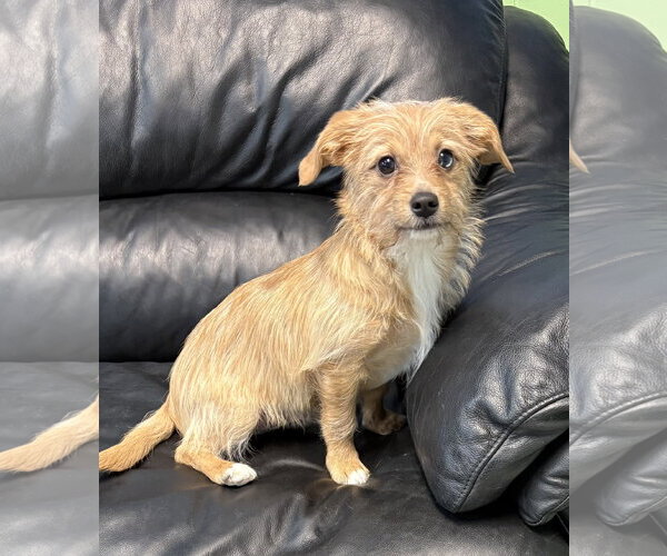 Medium Photo #2 Mutt Puppy For Sale in Spring Lake, NJ, USA