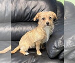 Small #1 Mutt