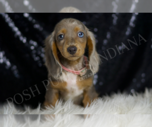 Medium Dachshund