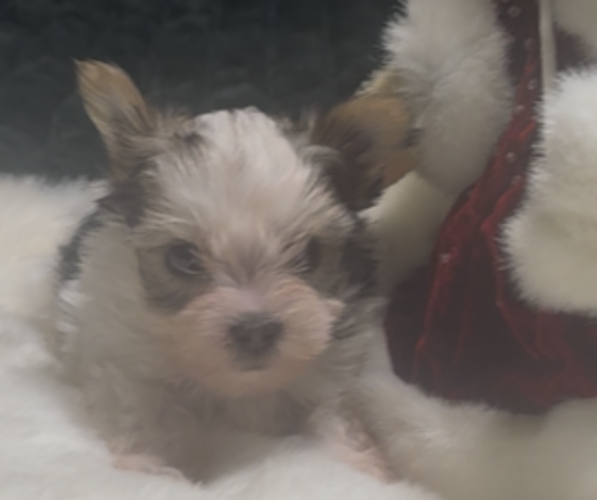 Medium Photo #1 Yorkshire Terrier Puppy For Sale in FORT WORTH, TX, USA