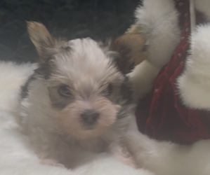 Medium Yorkshire Terrier