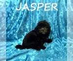 Small #2 ShihPoo