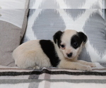 Small Photo #3 Fox Terrier (Smooth)-Poodle (Miniature) Mix Puppy For Sale in SHILOH, OH, USA