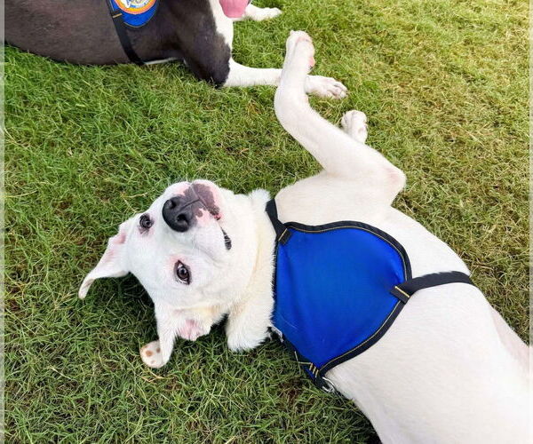 Medium Photo #1 Mutt Puppy For Sale in Shelburne, VT, USA