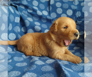 Medium Golden Retriever