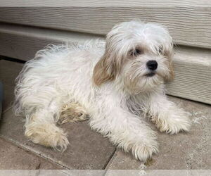 Cavachon Dogs for adoption in Lewistown, PA, USA