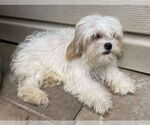 Small Cavachon