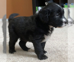 Small Photo #7 Sheepadoodle Puppy For Sale in KATY, TX, USA