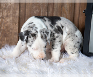 Great Dane Puppy for sale in GOSHEN, IN, USA