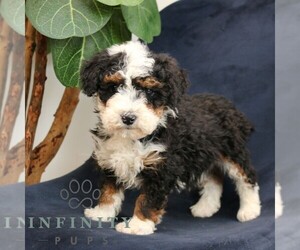Bernedoodle (Miniature) Puppy for sale in NARVON, PA, USA