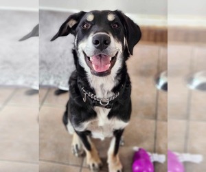 Huskies -Unknown Mix Dogs for adoption in Oro Medonte, Ontario, Canada