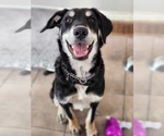 Small Huskies Mix