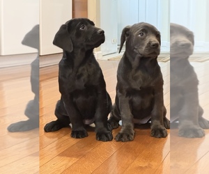 Labrador Retriever Puppy for sale in CANADA, KY, USA