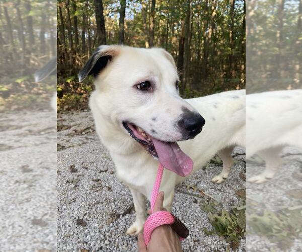 Medium Photo #2 Dalmatian-Great Pyrenees Mix Puppy For Sale in Frenchburg, KY, USA