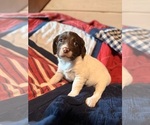 Small #2 English Springer Spaniel