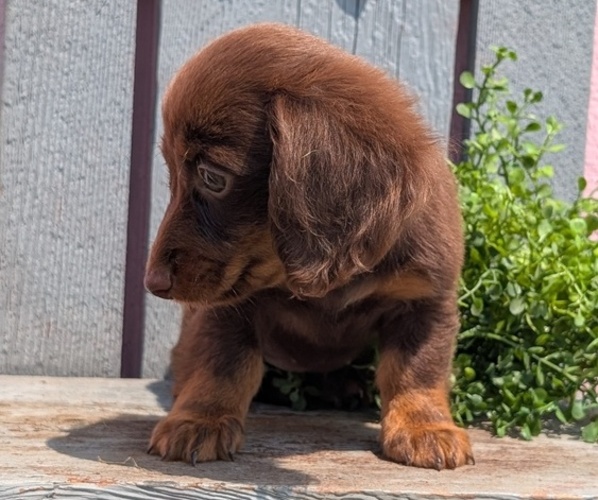 Medium Photo #3 Dachshund Puppy For Sale in GOSHEN, IN, USA