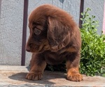 Small #2 Dachshund