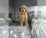 Small Photo #11 Golden Retriever Puppy For Sale in DETROIT, MI, USA
