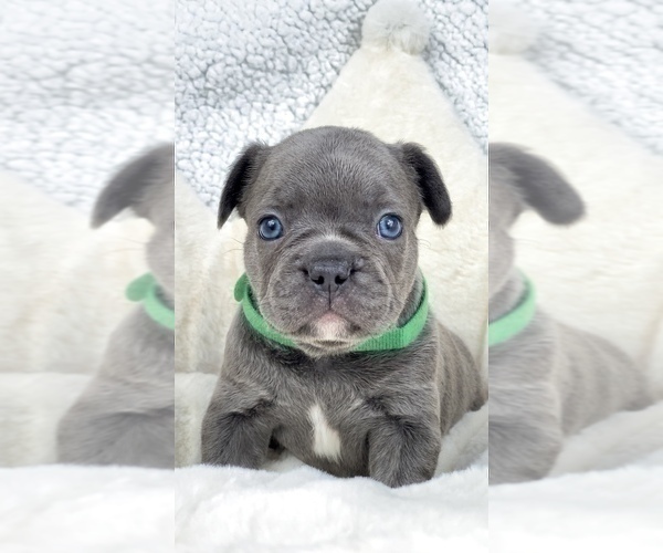 Medium Photo #4 French Bulldog Puppy For Sale in SCOTTSDALE, AZ, USA