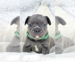 Small Photo #4 French Bulldog Puppy For Sale in SCOTTSDALE, AZ, USA