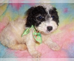 Poodle (Toy) Puppy for Sale in JACKSON, Mississippi USA