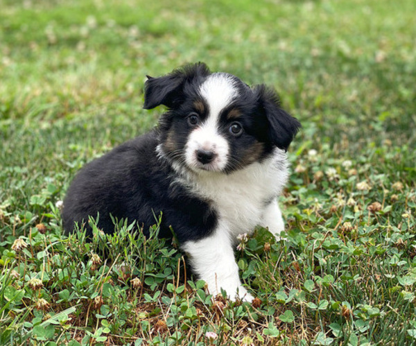 Medium Photo #3 Miniature Australian Shepherd Puppy For Sale in PERU, NE, USA