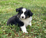 Small #2 Miniature Australian Shepherd