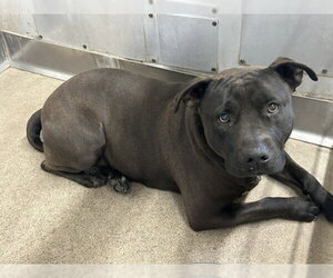 Mutt Dogs for adoption in San Bernardino, CA, USA