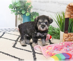 Small #7 Schnauzer (Miniature)