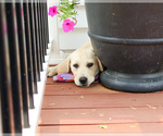 Small #2 Labrador Retriever