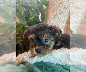 Yorkshire Terrier Puppy for sale in ELKTON, KY, USA