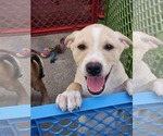 Small Photo #1 Chihuahua-Labrador Retriever Mix Puppy For Sale in Virginia Beach, VA, USA