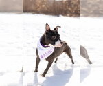 Small #1 Mutt