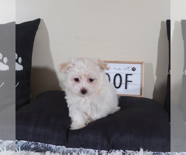 Medium Photo #3 Havanese Puppy For Sale in MOUNT VERNON, OH, USA