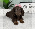 Small #2 Dachshund