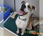 Small #1 American Pit Bull Terrier Mix