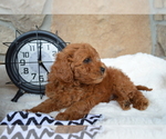 Small Photo #4 Shih-Poo Puppy For Sale in HONEY BROOK, PA, USA