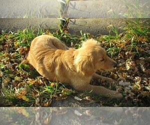 Golden Retriever Puppy for sale in LUBLIN, WI, USA