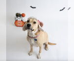 Small #40 American Pit Bull Terrier Mix