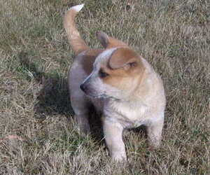 Australian Cattle Dog Puppy for sale in PINE GROVE, PA, USA